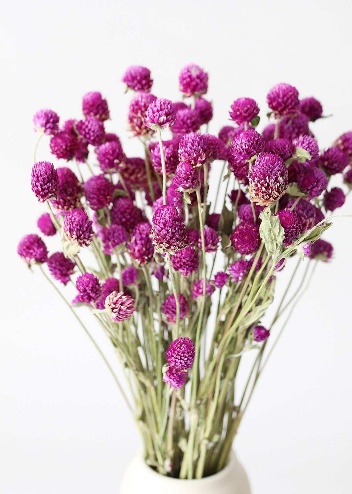 Pink Globe Amaranth, Dried Flowers