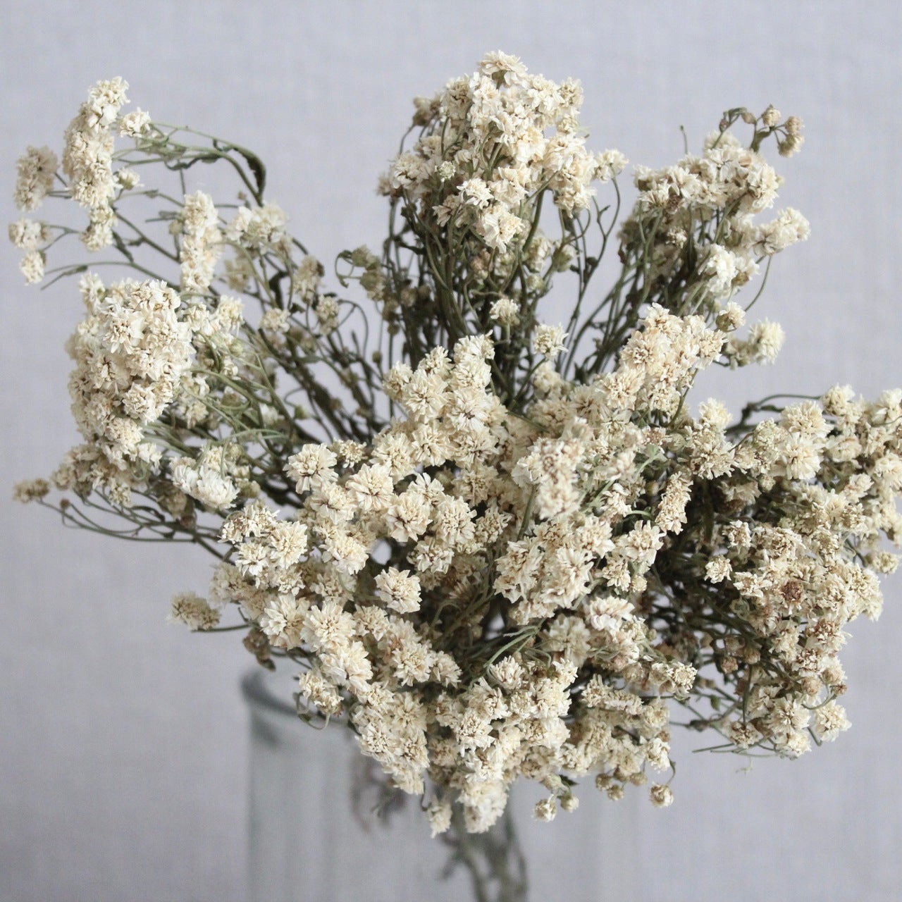 Dried Flower-Achillea the Pearl | Sweet Sprig