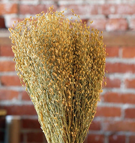 Dried Flower Linium Sweet Sprig